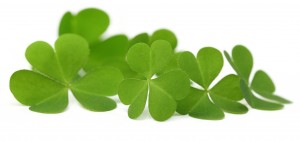 Decorative clover leaves over white background