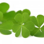 Decorative clover leaves over white background - One Small Child